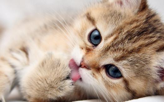 1619142300304933.jpg 貓咪.jpg