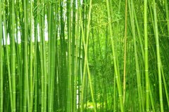 植物株高要如何測量？