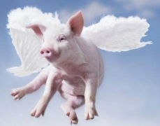 如何在屠宰環節做好非洲豬瘟的檢測工作？